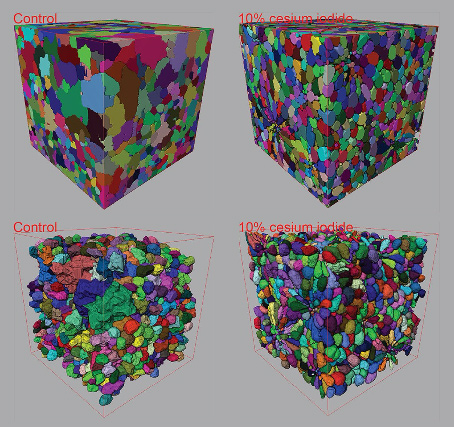 Contrast-enhanced 3D micro-CT of plant tissues using different impregnation techniques