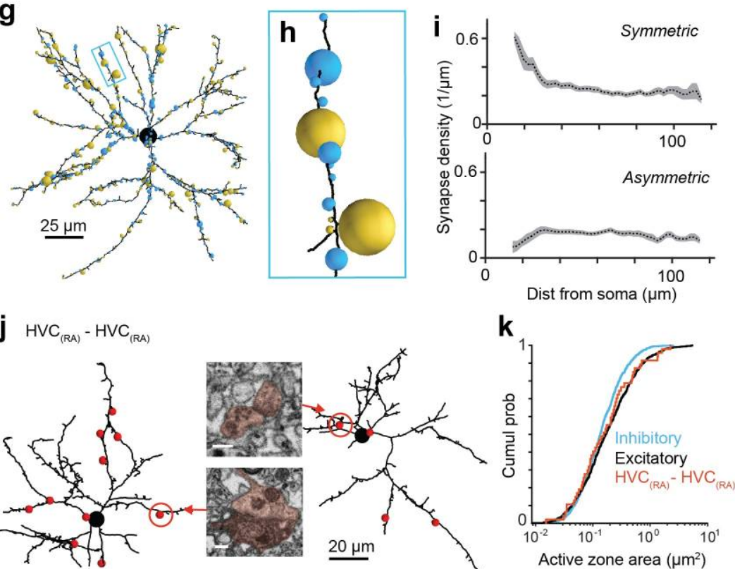 amira software EM connectomics reveals axonal target variation in a sequence-generating network