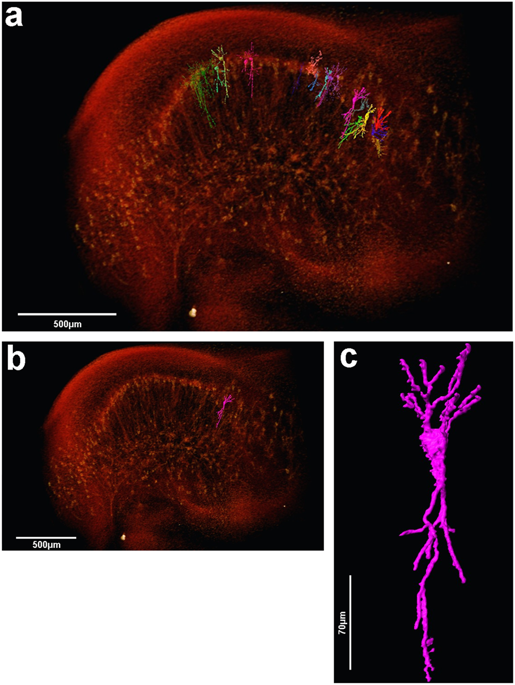 41598_2018_30501_Fig6_HTML