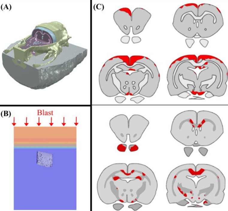 amira-software-Cognition based bTBI mechanistic criteria; a tool for preventive and therapeutic innovations