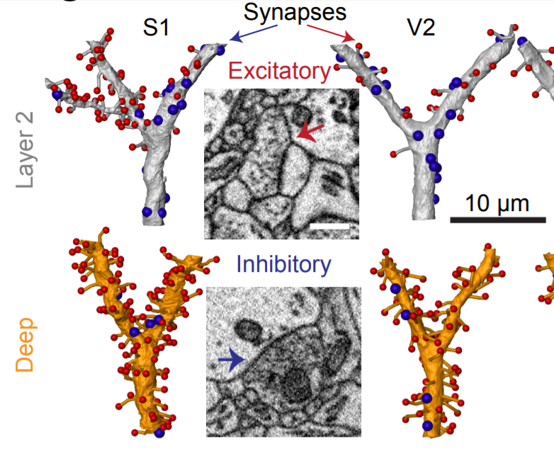 Cell-type specific innervation of cortical_Amira-Software