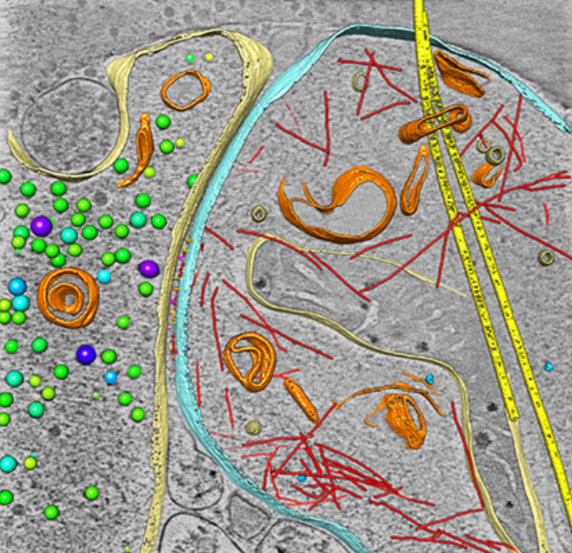 Differentiation and Characterization of Excitatory and Inhibitory Synapses by Cryo-electron Tomography and Correlative Microscopy_amira-software