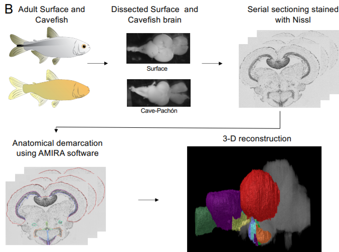 An adult brain atlas reveals broad neuroanatomical_amira-software