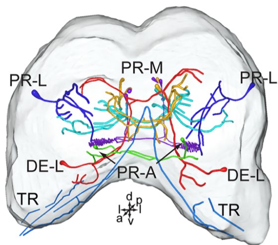 Distribution of Serotonin-Immunoreactive Neurons_Amira-Software