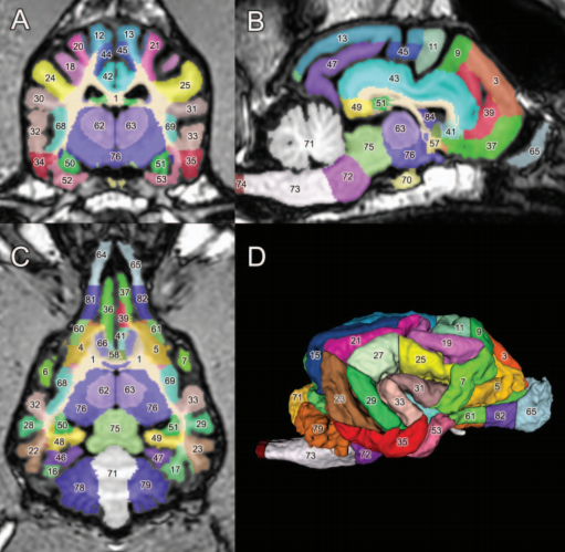 canine brain label map for neuroimaging analysis_amira-software