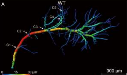 mapping of brain vasculature_amira-software