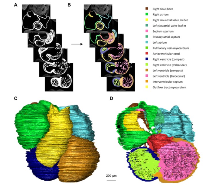 embryo heart
