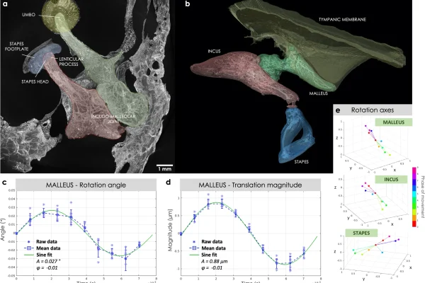 human middle ear in motion